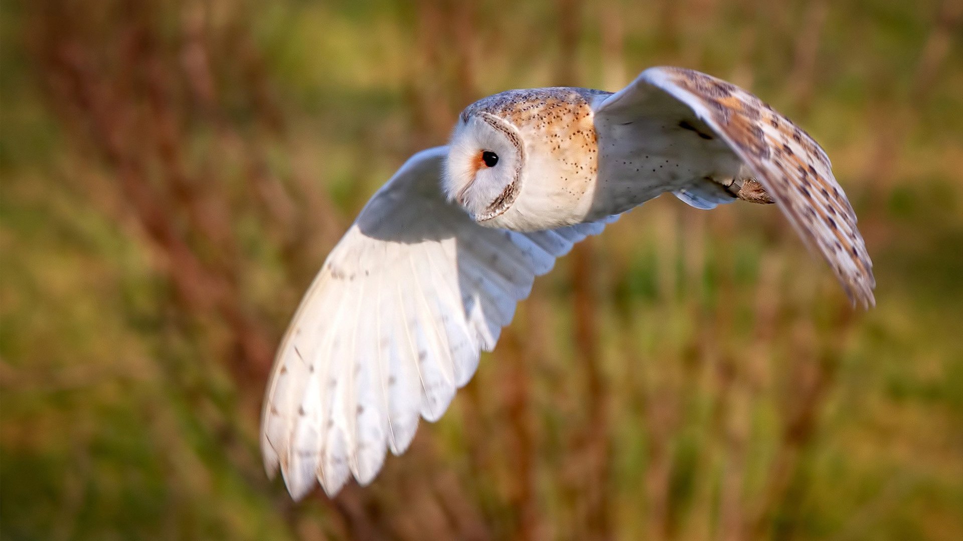 压哨绝杀！卡塞米罗关键连击助西班牙戏剧性逆转喀麦隆